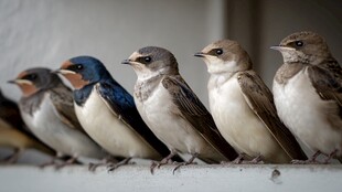 一排燕子栖息在栏杆上