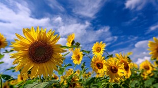 向阳而生的灿烂向日葵