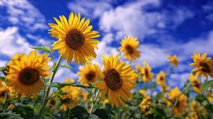 阳光下的向日葵花海