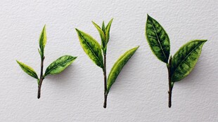 三株嫩绿茶芽特写