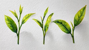 三株嫩绿茶叶插画展示