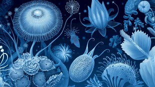 梦幻蓝色海底生物插画