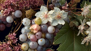 多彩浆果与繁花的自然景致