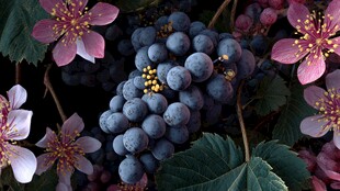 葡萄与繁花的美妙邂逅