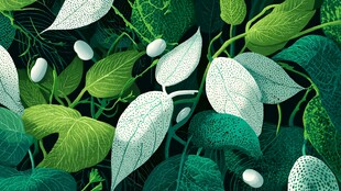 清新绿植叶片特写画面