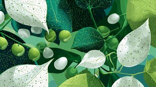 清新绿叶与青果的自然景致