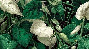 翠绿叶片间的生机与自然