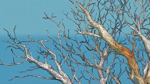 蓝天映衬下的光秃树枝