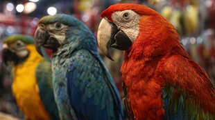 多彩鹦鹉齐聚展示魅力