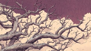 枯树枝干与天空景象