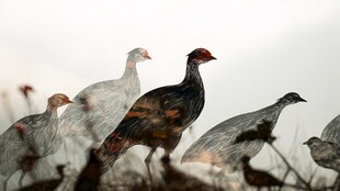 灰黑色雉类群聚景象