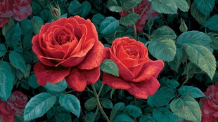 两朵娇艳红玫瑰绽放绿叶间