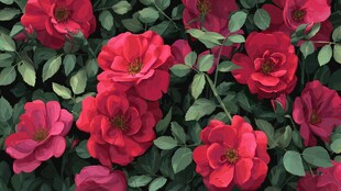 鲜艳红蔷薇绽放绿叶间