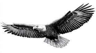 展翅翱翔的雄鹰