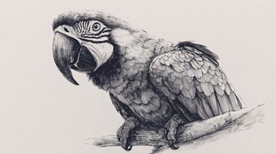 素描鹦鹉栖于枝头