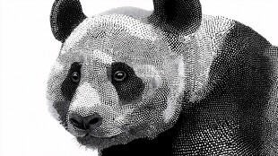 黑白熊猫特写插画