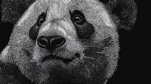 黑白熊猫头像精细刻画