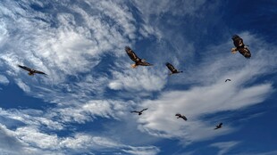 群鹰翱翔于蓝天白云间