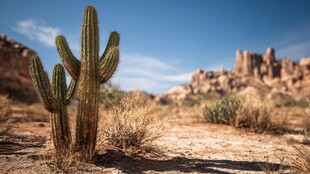 沙漠中的仙人掌与壮丽景观