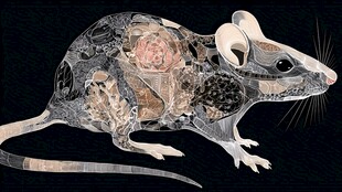 老鼠解剖结构示意图