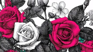 玫瑰花卉插画图案设计