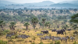 非洲草原野生动物群像