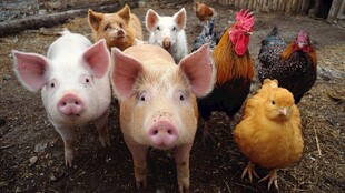 猪鸡同框的温馨农场画面