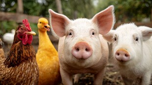 可爱小猪与鸡鸭同框