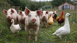 田园里的猪鸡鸭和谐共处