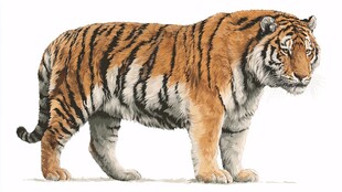 威猛老虎站立姿态特写