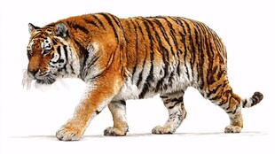 行走的斑斓猛虎