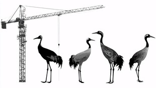 起重机与鹤的奇妙同框