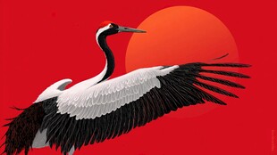 红日下丹顶鹤展翅翱翔