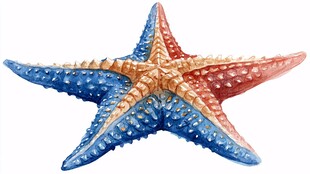 彩色海星插画