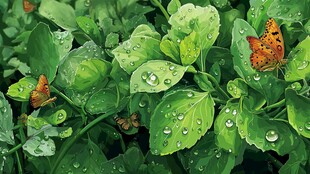 绿叶上的蝴蝶与晶莹水珠