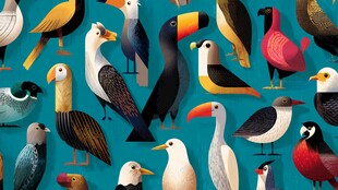 多彩鸟类大集合