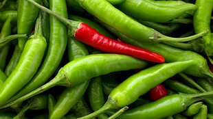 万绿丛中一点红辣椒