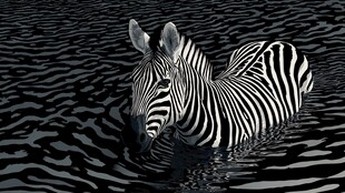 水中斑马的独特黑白身影