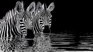 双斑马水中静立的黑白影像