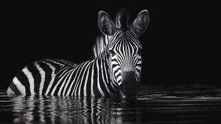 水中斑马的黑白魅力