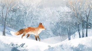 雪地中的独行赤狐