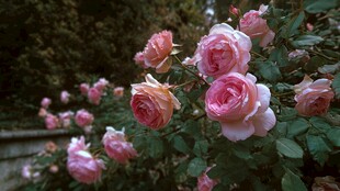 娇艳粉色玫瑰绽放景致