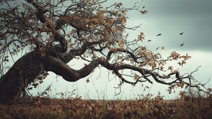 孤树枯枝间飞鸟的秋景