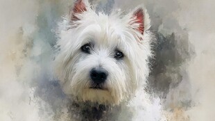 水彩风西高地白梗萌照