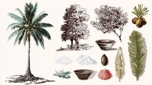 热带植物及果实元素集合