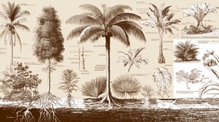 复古风热带植物插画集合