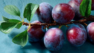 紫李缀枝绿叶相伴