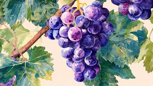 水彩绘紫葡萄与绿叶