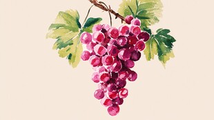 水彩绘紫葡萄与绿叶