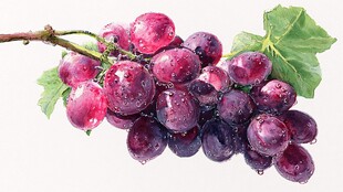 紫葡萄带叶挂枝晶莹欲滴